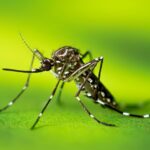 Aedes-Aegypti-CDC-26042