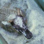 Sheep-dipping-2B1FRGA_C_Nigel-Cattlin_Alamy-Stock-Photo